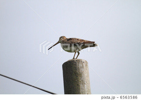 オオジシギ 6563586