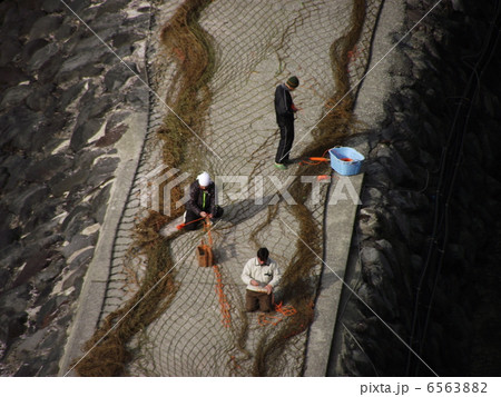 総出で定置網の修理をしています 6563882