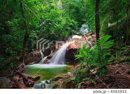 Wild jungle forest and scenery waterfall cascade with tropical p Wild jungle forest and scenery waterfall cascade with tropical p 6563933