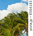 Palm trees and blue sky tropical background 6564183