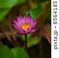 Waterlily Flower Blossom. Tropical Plant Lotus 6564185