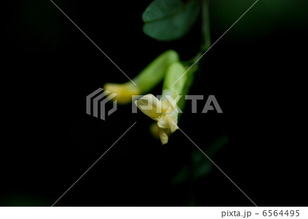 ノササゲ ノササゲ 6564495