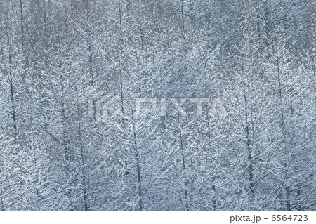 カラ松の樹氷 カラ松の樹氷 6564723