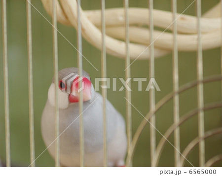 かごの中の鳥の写真素材