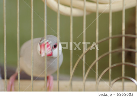 様子をうかがう文鳥 6565002