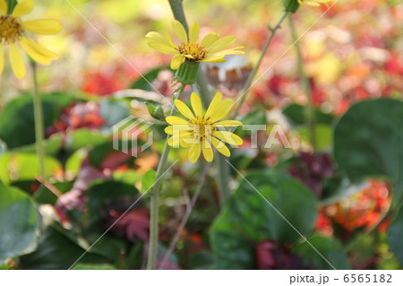 ツワブキの花 6565182
