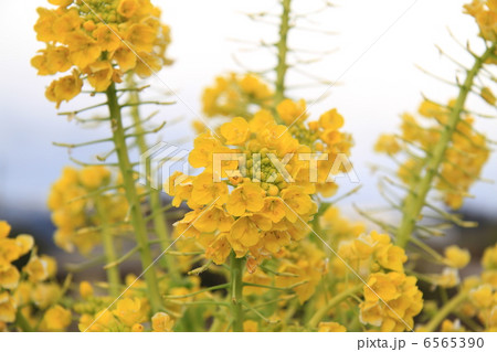 畑の花 6565390
