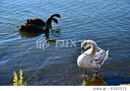 千波湖の水鳥 6565523