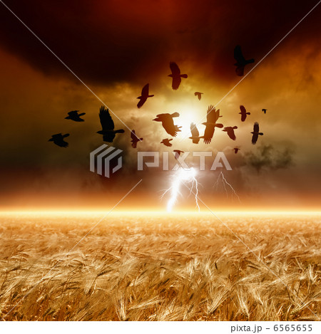 Flock of flying ravens, wheat field 6565655