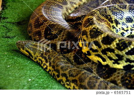 キイロニシキヘビ 6565751