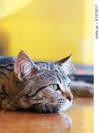 ひとやすみ 6565857