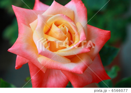 薔薇（バルデュソワール） 6566077