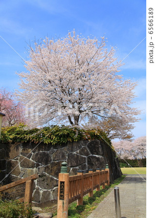 上三川城址公園 石垣と桜 上三川にての写真素材