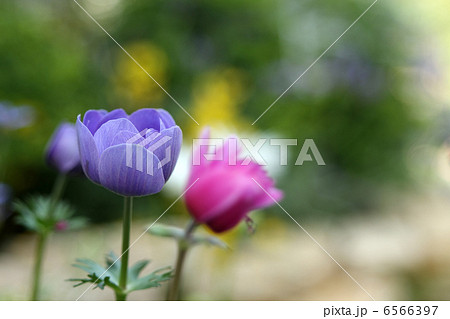 アネモネ アネモネ 6566397