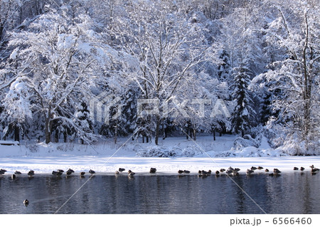 冬の湖 6566460