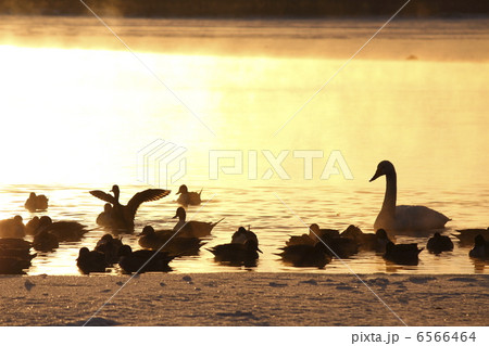 黄金に輝く 6566464