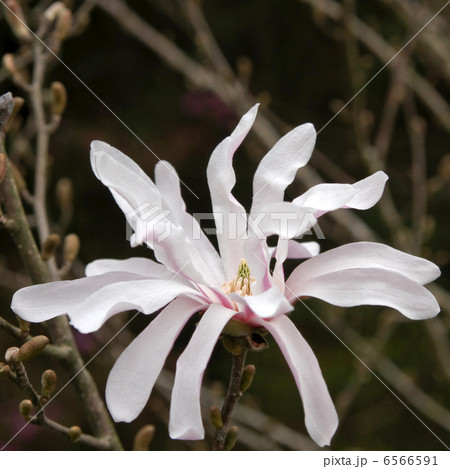 シデコブシ 6566591