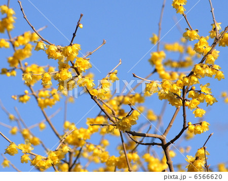 ロウバイ:蝋梅 ロウバイ:蝋梅 6566620