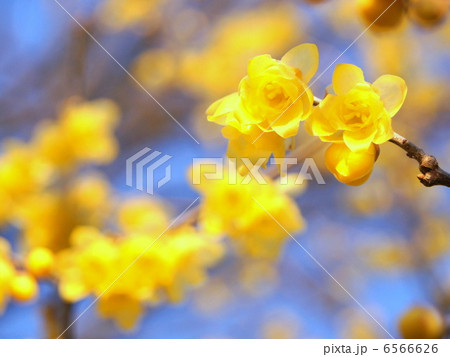 ロウバイ：蝋梅 6566626