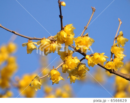 ロウバイ:蝋梅 ロウバイ:蝋梅 6566629