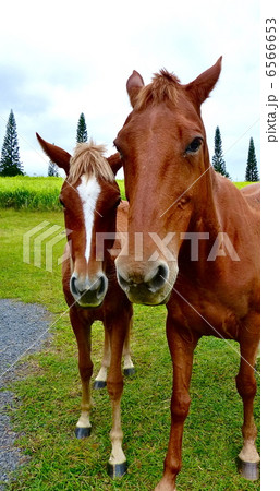 馬の親子 馬の親子 6566653