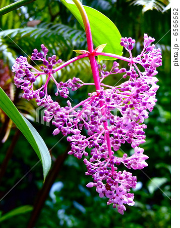 美しいピンクの熱帯植物メディニラ・マグニフィカ 美しいピンクの熱帯植物メディニラ・マグニフィカ 6566662