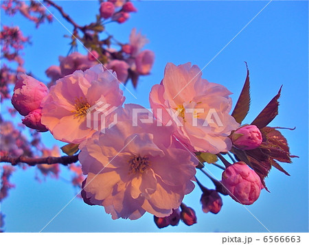 春の八重桜 6566663