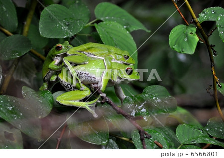 モリアオガエル 6566801