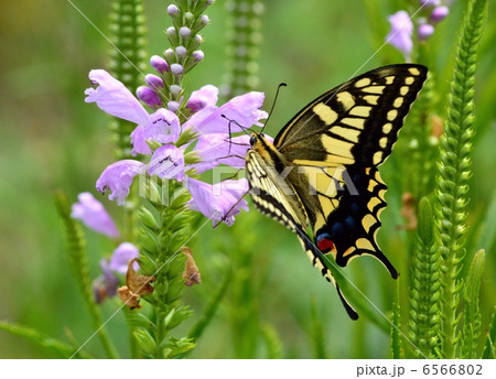 ハナトラノオとアゲハチョウ 6566802