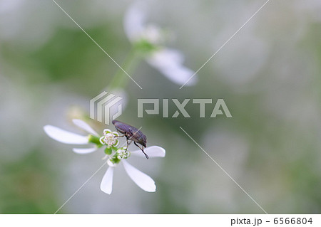 ユーフォルビア・ダイアモンドフロスト 6566804