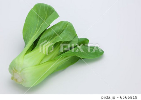 チンゲンサイ 6566819
