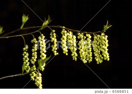 キブシの花 6566851