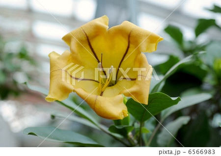 ソランドラ・マキシマ 6566983