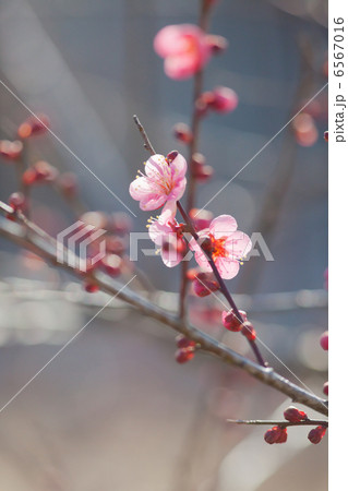 梅の花 梅の花 6567016