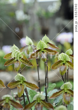 パフィオペディラム・ワーディー 6567040