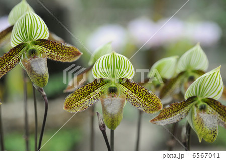 パフィオペディラム・ワーディー パフィオペディラム・ワーディー 6567041