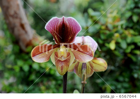 パフィオペディラム 6567044