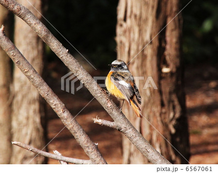 ジョウビタキ♂ 6567061