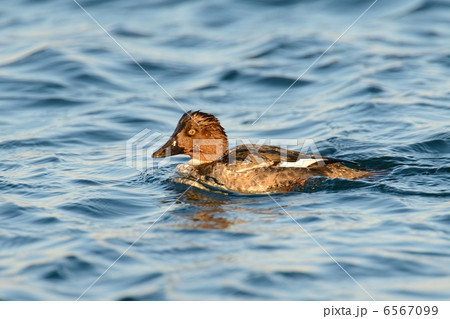 ホオジロガモ 6567099
