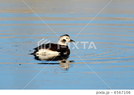 コオリガモ コオリガモ 6567106