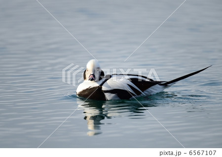 コオリガモ コオリガモ 6567107