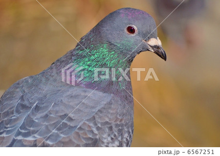 見返り美鳩 6567251