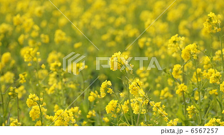 テクスチャ　菜の花２ 6567257