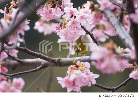 めじろ 河津桜 めじろ 河津桜 6567275