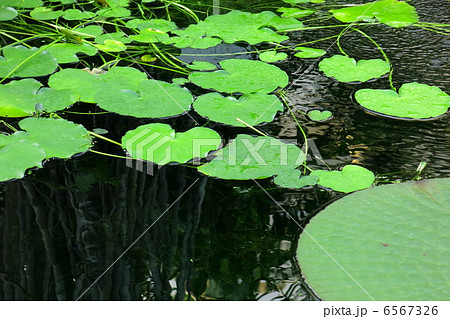 水生植物 6567326