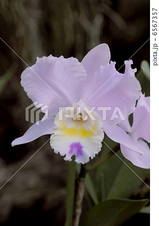 カトレヤ 6567357