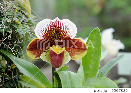 パフィオペディラム パフィオペディラム 6567386