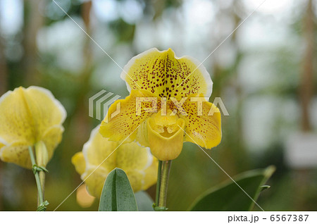 パフィオペディラム パフィオペディラム 6567387