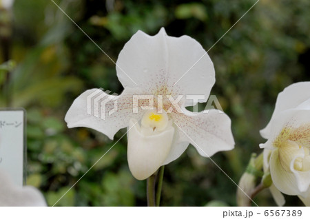 パフィオペディラム 6567389