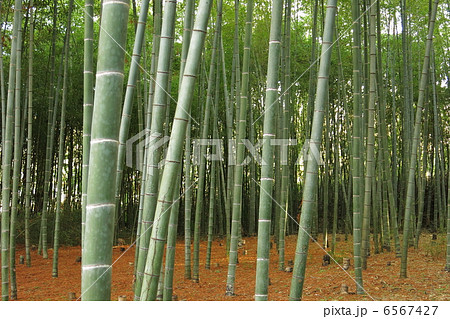 孟宗竹 孟宗竹 6567427